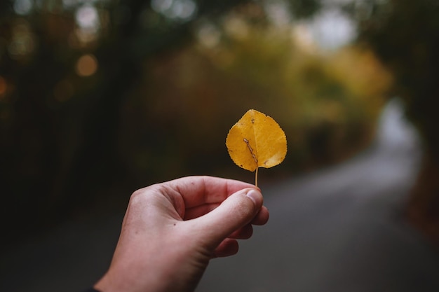 Mano masculina que sostiene una hoja amarilla en el medio de un camino