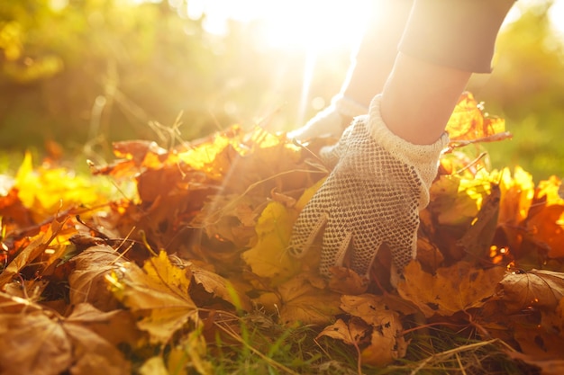 La mano masculina recoge y apila las hojas de otoño caídas en un saco grande Concepto de servicio de limpieza.