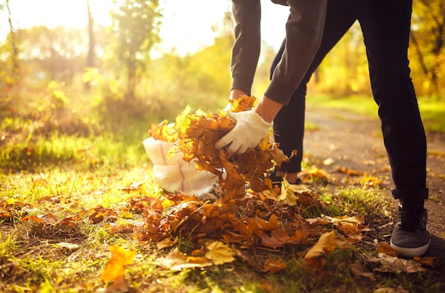 La mano masculina recoge y apila las hojas de otoño caídas en un saco grande Concepto de servicio de limpieza.