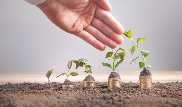 Mano masculina regar las plantas jóvenes en la pila de monedas.