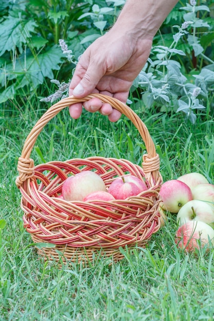 Mano masculina sosteniendo una cesta de mimbre con manzanas en la hierba verde en el fondo.