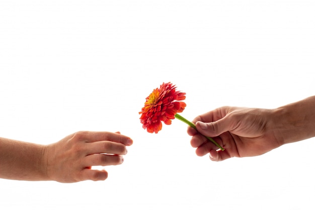 Una mano masculina sosteniendo y dando una flor de zinnia floreciente a una mujer aislada