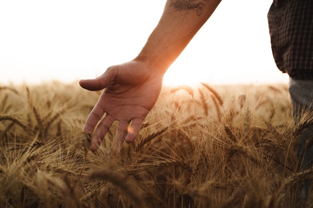 Mano masculina toca espigas en el campo al atardecer