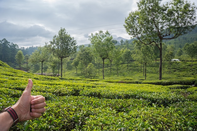 Mano mostrando el pulgar hacia arriba en el fondo de las plantaciones de té. India, Munnar, Kerala.Té verde de alta montaña en las montañas del plan predam en el fondo. Cómo cultivar té en Ceilán