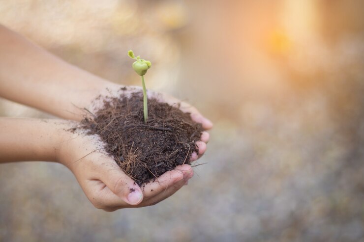 la mano de la muchacha que sostiene el árbol joven para prepara la planta en la tierra, ahorra el concepto del mundo.