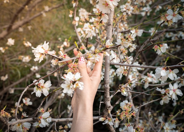 Mano de mujer acariciando las flores de un árbol en primavera