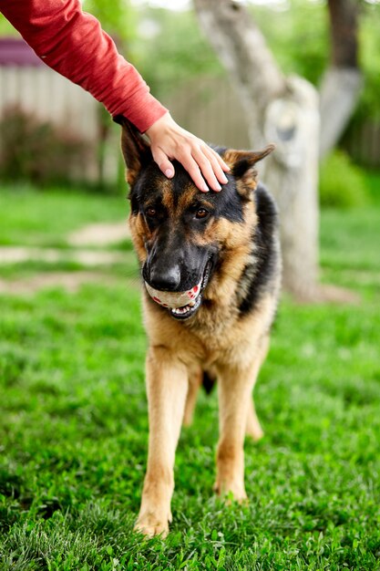 Mano de mujer acariciando a un perro Pastor Alemán jugar en el parque