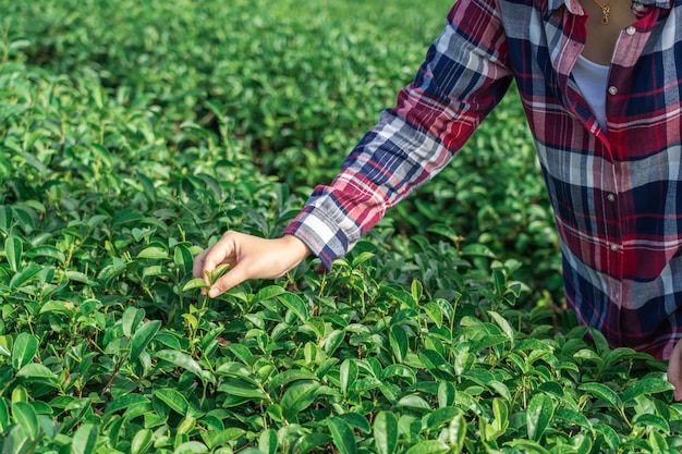 Mano de mujer asiática recogiendo las hojas de té de la plantación de té