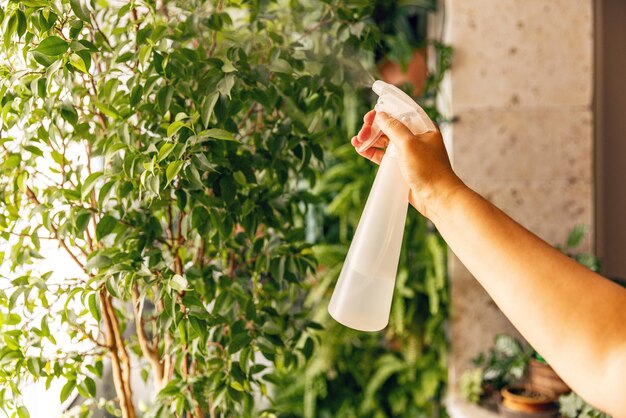 La mano de la mujer cuida las plantas de interior