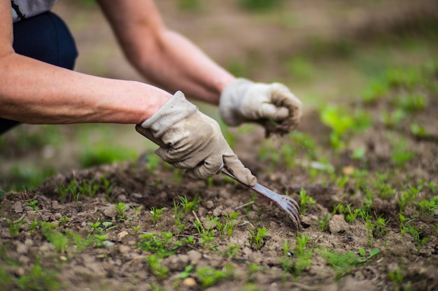 La mano de una mujer está pellizcando la hierba Control de malezas y plagas en el jardín Tierra cultivada de cerca Planta agrícola que crece en la fila de la cama