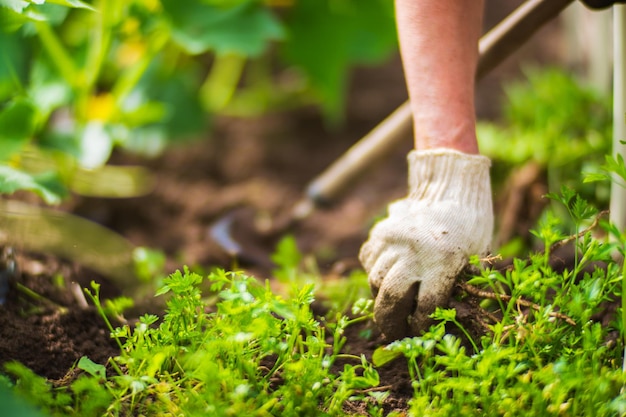 La mano de una mujer está pellizcando la hierba, la hierba y el control de plagas en el jardín, la tierra cultivada de cerca, la planta agrícola creciendo en la fila de la cama.