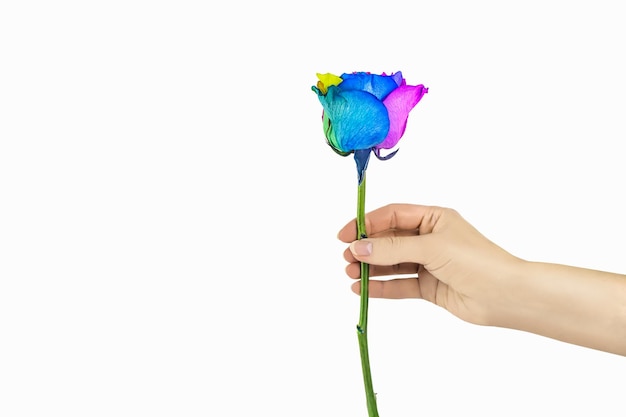 La mano de la mujer se extiende una rosa aislada en un blanco. día de las valeninas. regalo