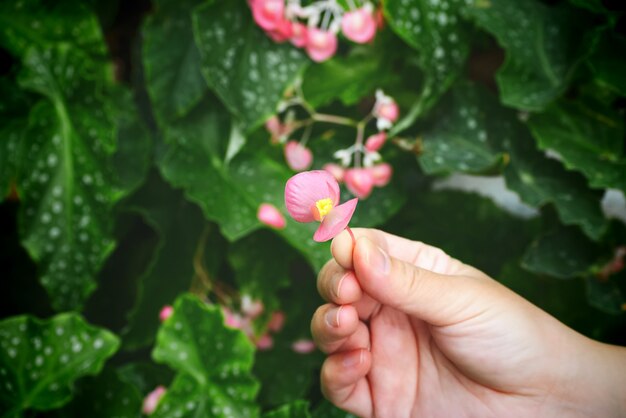 Mano de mujer con flor rosa sobre fondo de hojas verdes