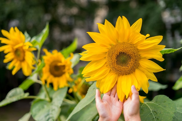 Mano de mujer con girasoles floreciendo en verano