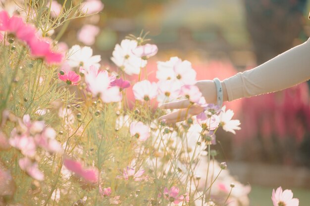 Mano de mujer hermosa sosteniendo la flor del cosmos al atardecer