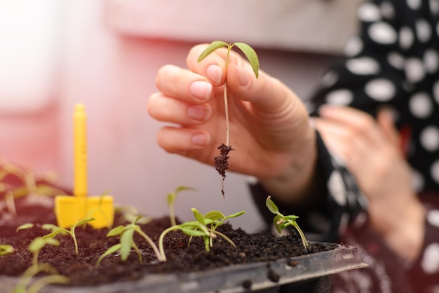 La mano de una mujer joven está plantando las plántulas en contenedores con el suelo