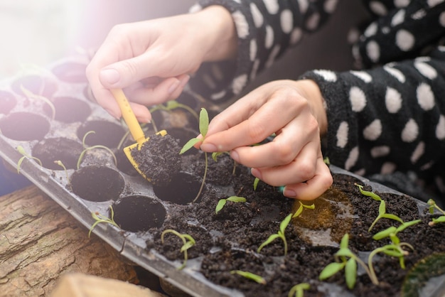 La mano de una mujer joven está plantando las plántulas en contenedores con el suelo