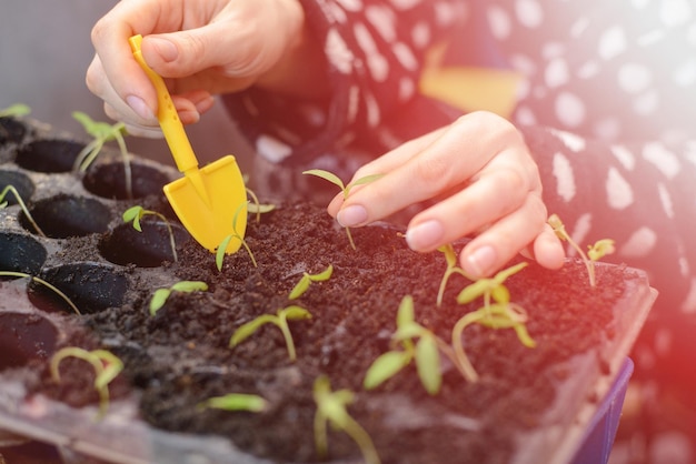 Foto la mano de una mujer joven está plantando las plántulas en contenedores con el suelo