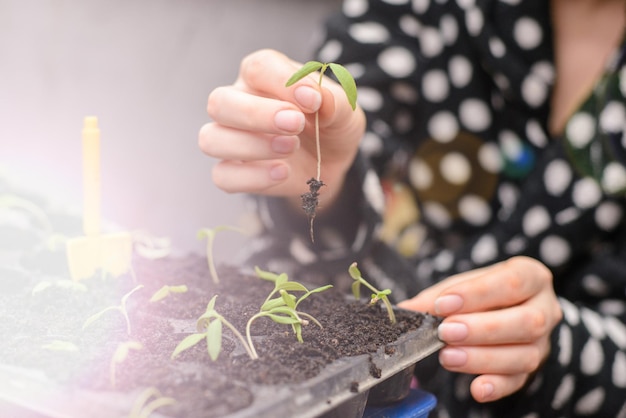 Foto la mano de una mujer joven está plantando las plántulas en contenedores con el suelo