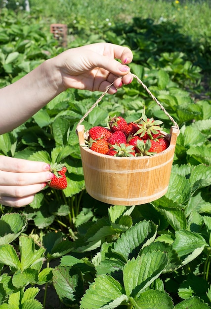 La mano de una mujer joven sostiene la sartén con fresas frescas bajo plantas de fresas