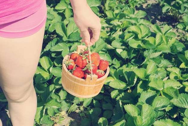 La mano de una mujer joven sostiene la sartén con fresas frescas bajo plantas de fresas