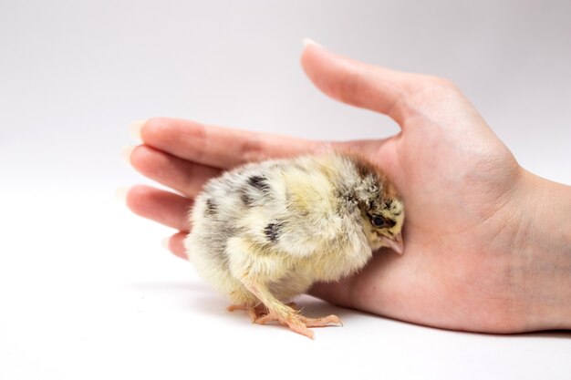 La mano de una mujer y una jovencita. El pollo se calienta en la mano.