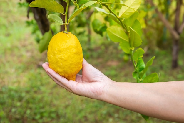 La mano de la mujer con un limón fresco en el jardín Copia el fondo del espacio