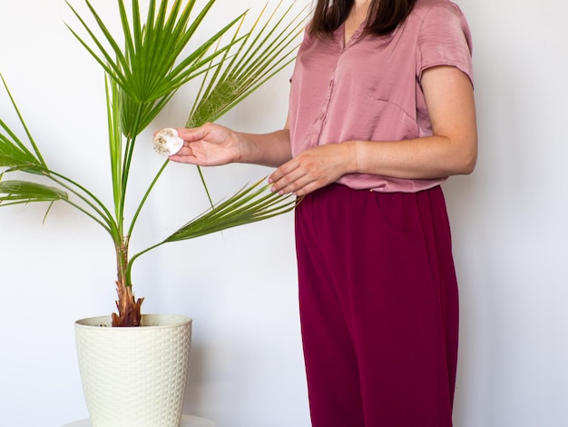 Foto mano de mujer limpiando el polvo de las hojas verdes de washingtonia filifera