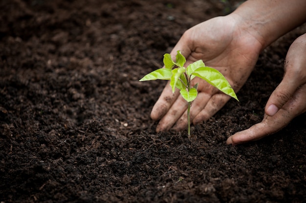 Mano de la mujer que planta el árbol joven en suelo negro como concepto del mundo de la reserva