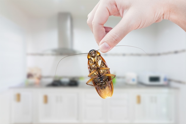 La mano de la mujer que sostiene la cucaracha en fondo de la cocina, elimina la cucaracha en cocina