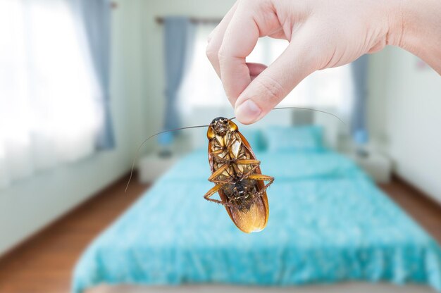 La mano de la mujer que sostiene la cucaracha en el fondo del dormitorio elimina la cucaracha en el dormitorio