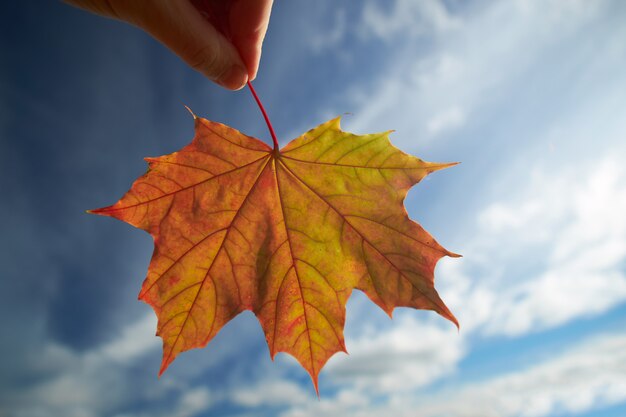 La mano de la mujer que sostiene la hoja de arce anaranjada contra el cielo azul. Otoño.