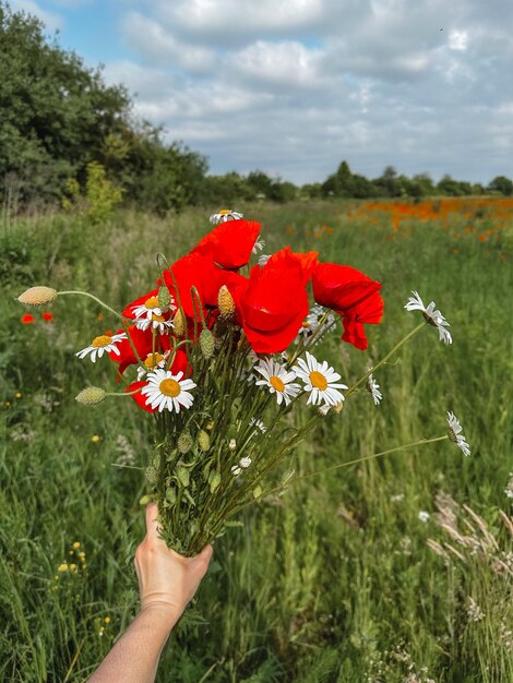 Mano de mujer con ramo de flores de amapola y manzanilla