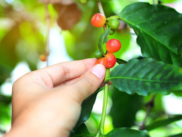 Mano de mujer recoger rama de forma de grano de café rojo maduro