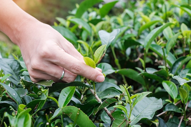 Mano de mujer recogiendo hojas de té de brotes jóvenes en una colina de jardín de té en la mañana.