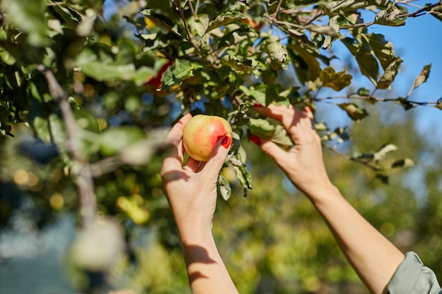 Mano de mujer recogiendo una manzana roja madura del árbol