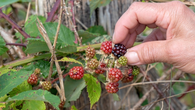 Mano mujer recogiendo moras en el seto