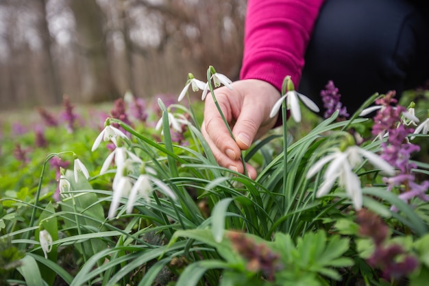 Mano de mujer recogiendo o cosechando flores muy raras en el parque nacional o jardín botánico, concepto ambiental