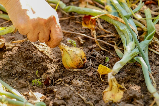 la mano de una mujer saca una cebolla del suelo del jardín