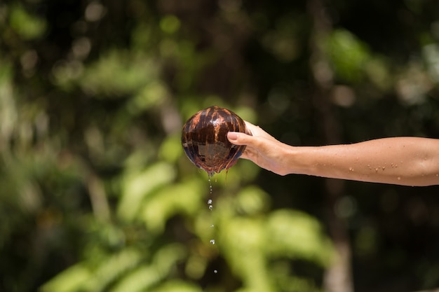 Mano de mujer sacó coco del agua. verde selva