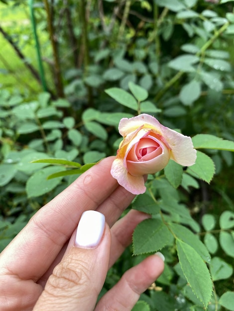 La mano de una mujer sosteniendo un brote de rosa después de la lluvia en el jardín