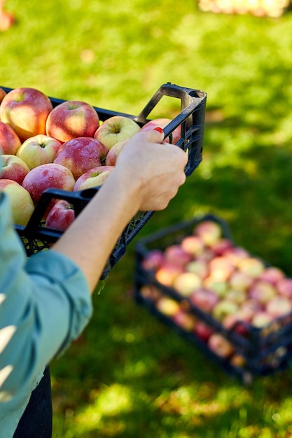 Mano de mujer sosteniendo una caja con manzanas maduras aed