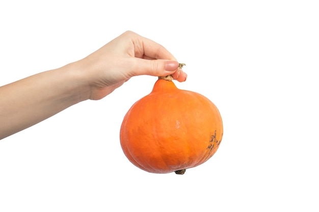 Mano de mujer sosteniendo calabaza de Hokkaido aislada en un fondo blanco