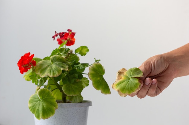 Mano de mujer sosteniendo cortar hoja amarilla de geranio floreciente dañado