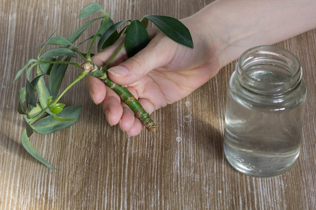 Mano de mujer sosteniendo el corte de Schefflera arboricola o árbol de paraguas enano llamado y agua en botella para ponerlo para enraizar en el fondo de madera