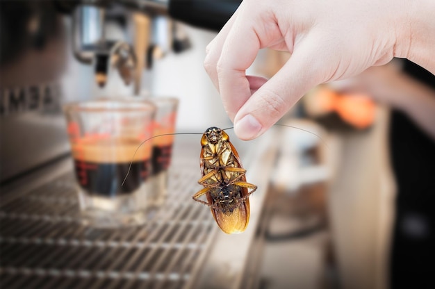 Mano de mujer sosteniendo cucarachas en la máquina de café fondo fresco eliminar cucarachas en la cafetería y la cocina