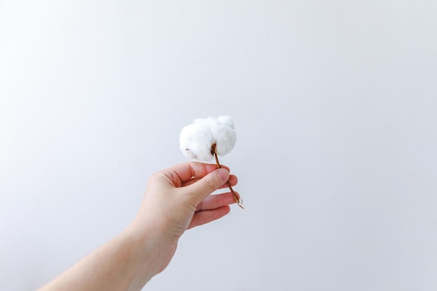 Mano de mujer sosteniendo flor de algodón blanco seco aislada sobre fondo blanco. Concepto de alergia de granja orgánica natural de suavidad de tela.