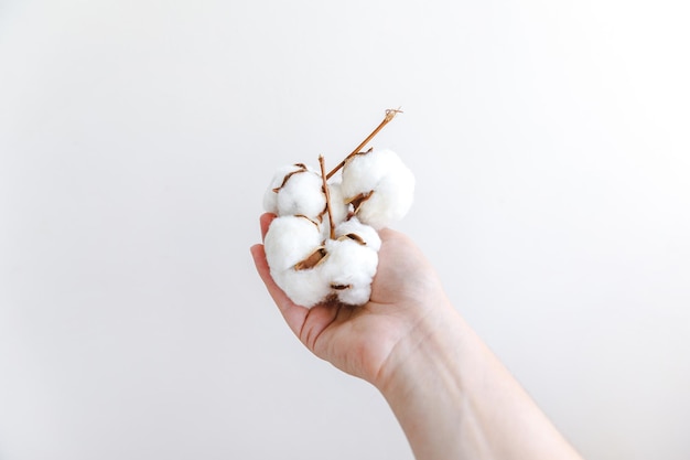Mano de mujer sosteniendo flor de algodón blanco seco aislada sobre fondo blanco. Concepto de alergia de granja orgánica natural de suavidad de tela.