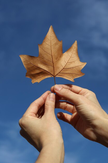 Mano de mujer sosteniendo hoja caída aislada de un fondo de cielo de árbol con nubes