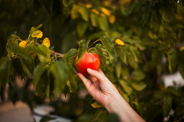 Foto mano de mujer sosteniendo una manzana roja en un árbol